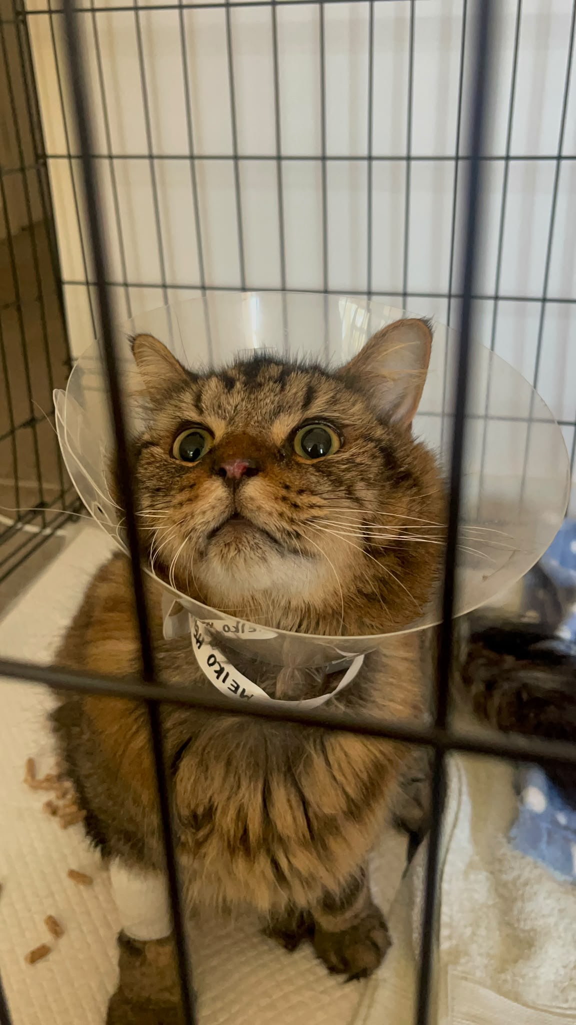 Yard sale raising funds for vet bills
